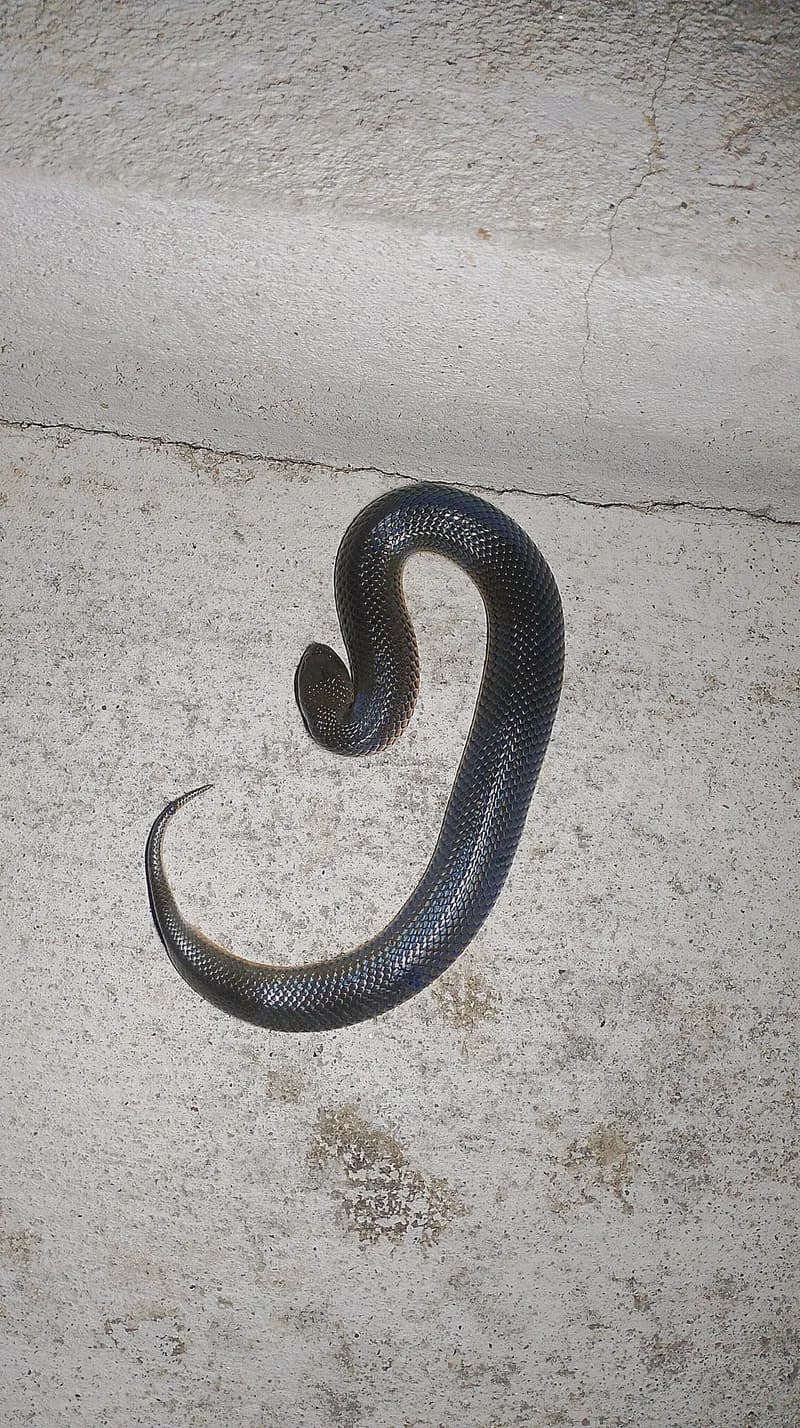 Rắn bồng chì (Hypsiscopus wettsteini) gallery 2