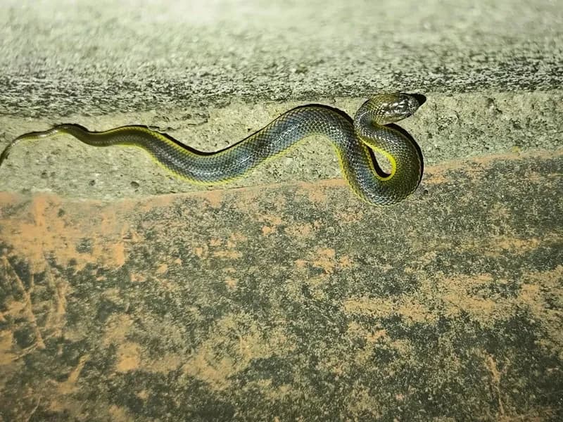 Rắn bồng chì (Hypsiscopus wettsteini) gallery 3