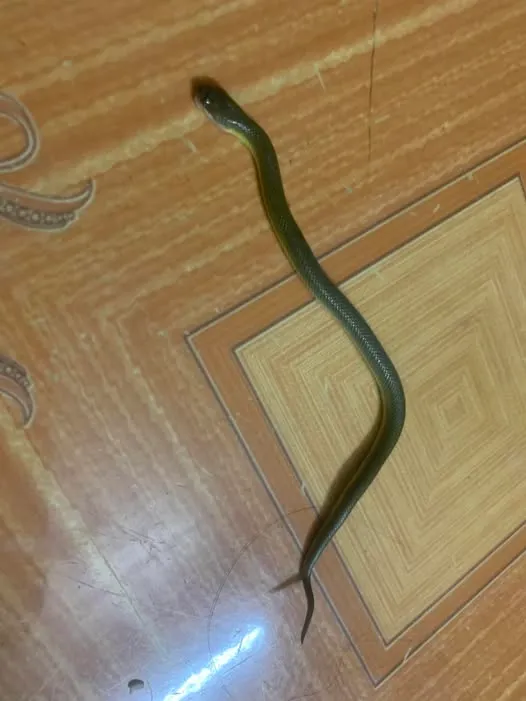 Rắn bồng chì (Hypsiscopus wettsteini) gallery 4