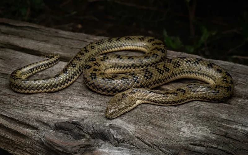 Rắn bồng ven biển (Myrrophis bennettii)