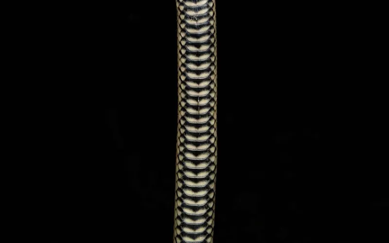 Rắn bồng ven biển (Myrrophis bennettii) gallery 2