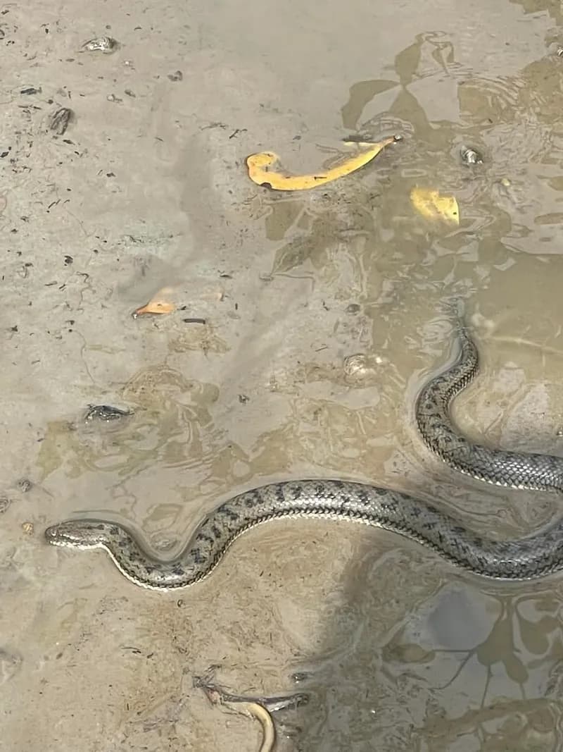 Rắn bồng ven biển (Myrrophis bennettii) gallery 3