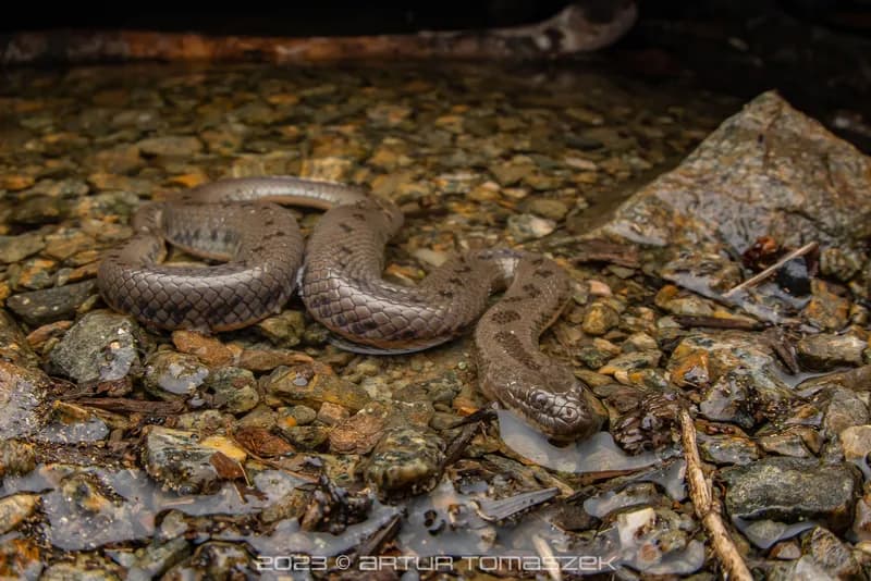 Rắn bồng Trung Quốc (Myrrophis chinensis)