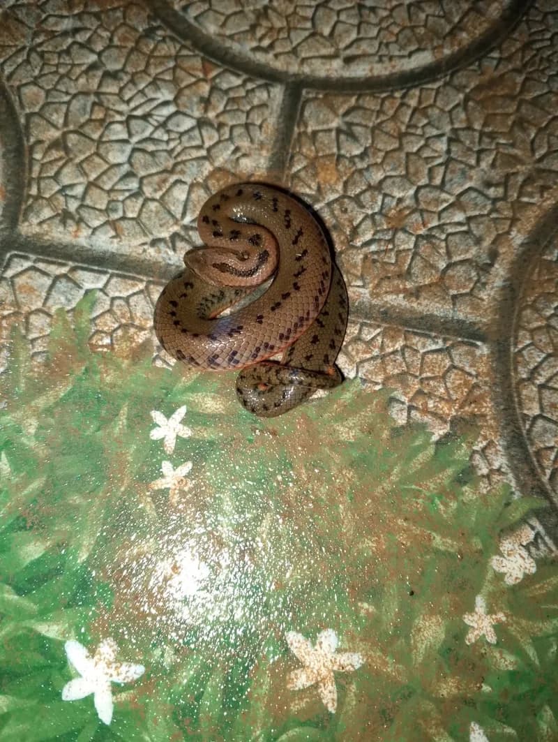 Rắn bồng Trung Quốc (Myrrophis chinensis) gallery 2