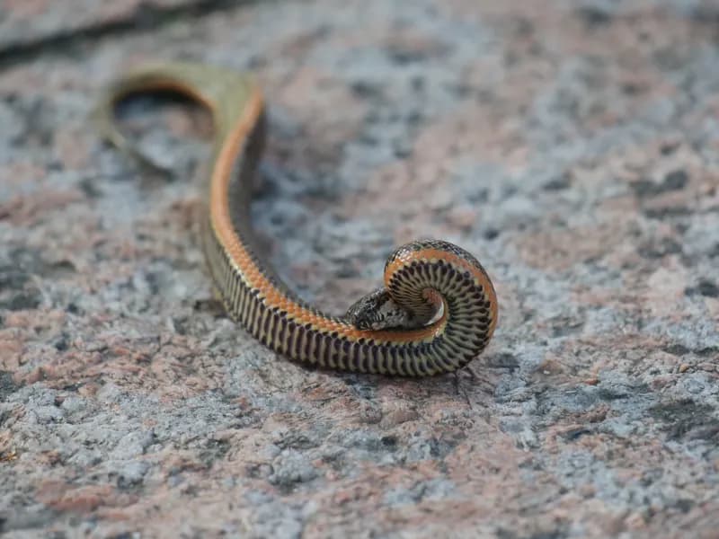 Rắn bồng Trung Quốc (Myrrophis chinensis) gallery 3