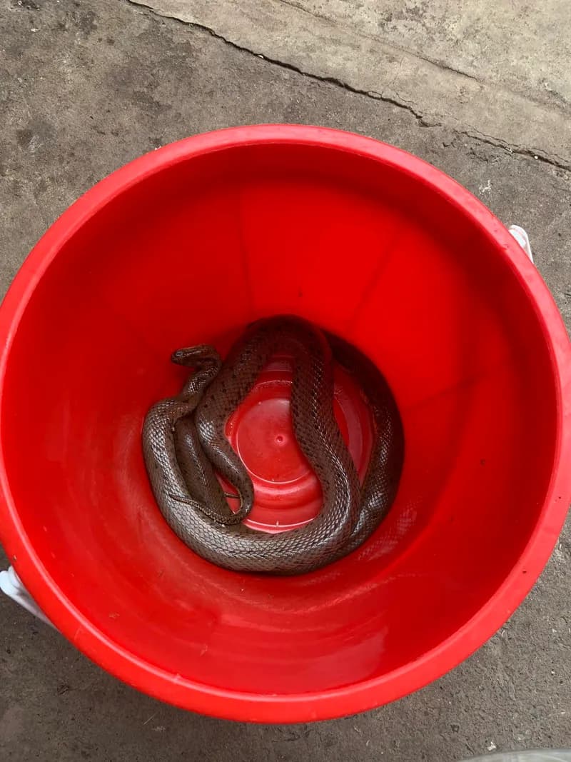 Rắn bồng Trung Quốc (Myrrophis chinensis) gallery 4