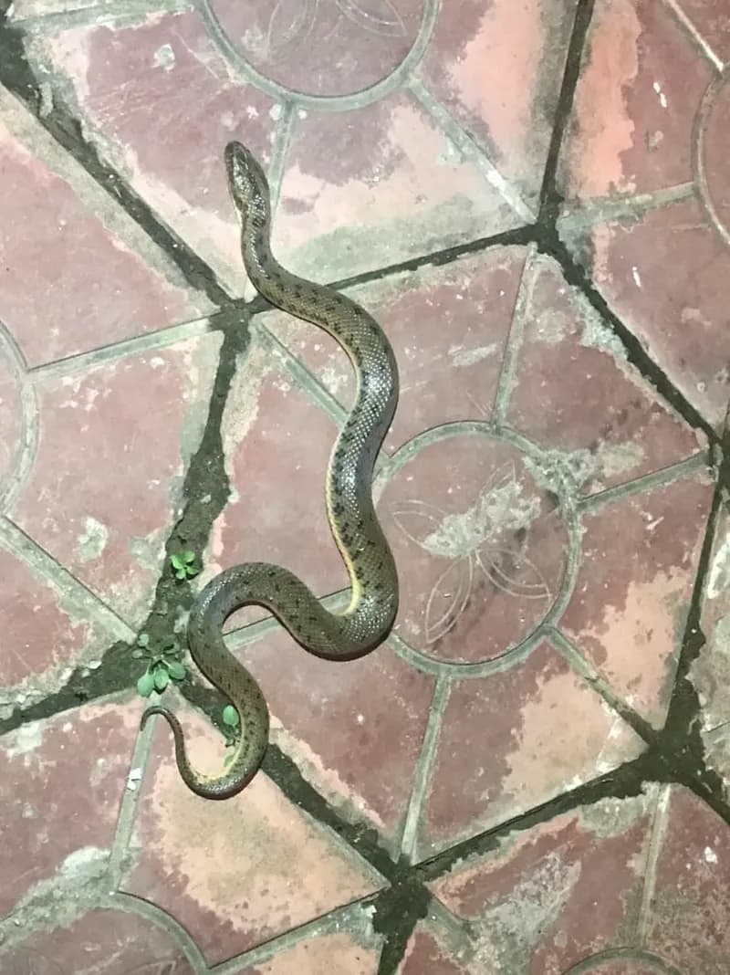 Rắn bồng Trung Quốc (Myrrophis chinensis) gallery 5