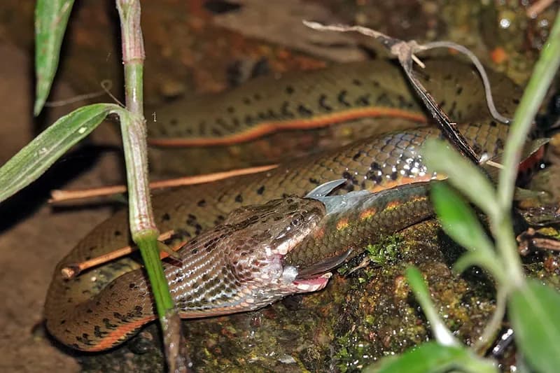 Rắn bồng Trung Quốc (Myrrophis chinensis) gallery 6