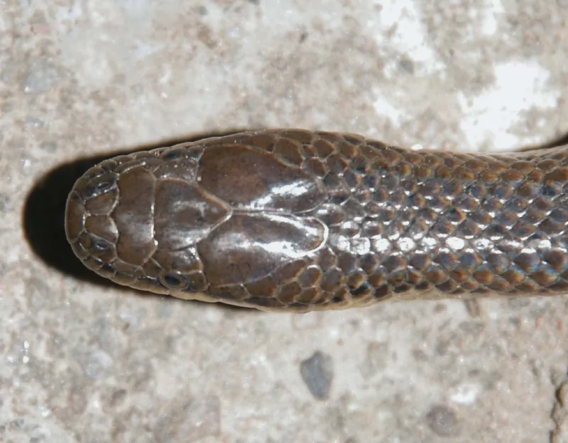 Ảnh Rắn trán Bắc Bộ (Opisthotropis lateralis) (Opisthotropis lateralis) 2