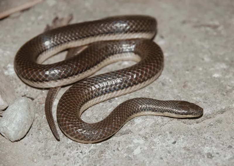 Ảnh Rắn trán Bắc Bộ (Opisthotropis lateralis) (Opisthotropis lateralis) 3