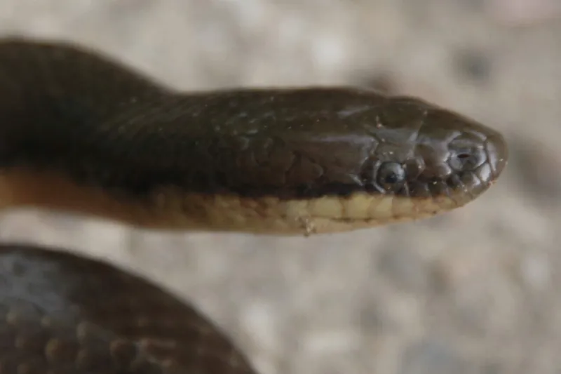 Ảnh Rắn trán Bắc Bộ (Opisthotropis lateralis) (Opisthotropis lateralis) 4
