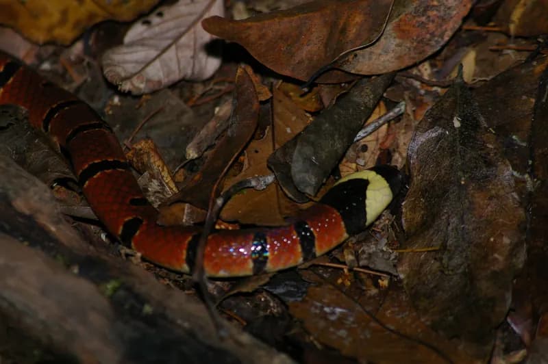 Ảnh Rắn san hô MacClelland (Sinomicrurus macclellandii) (Sinomicrurus macclellandii)