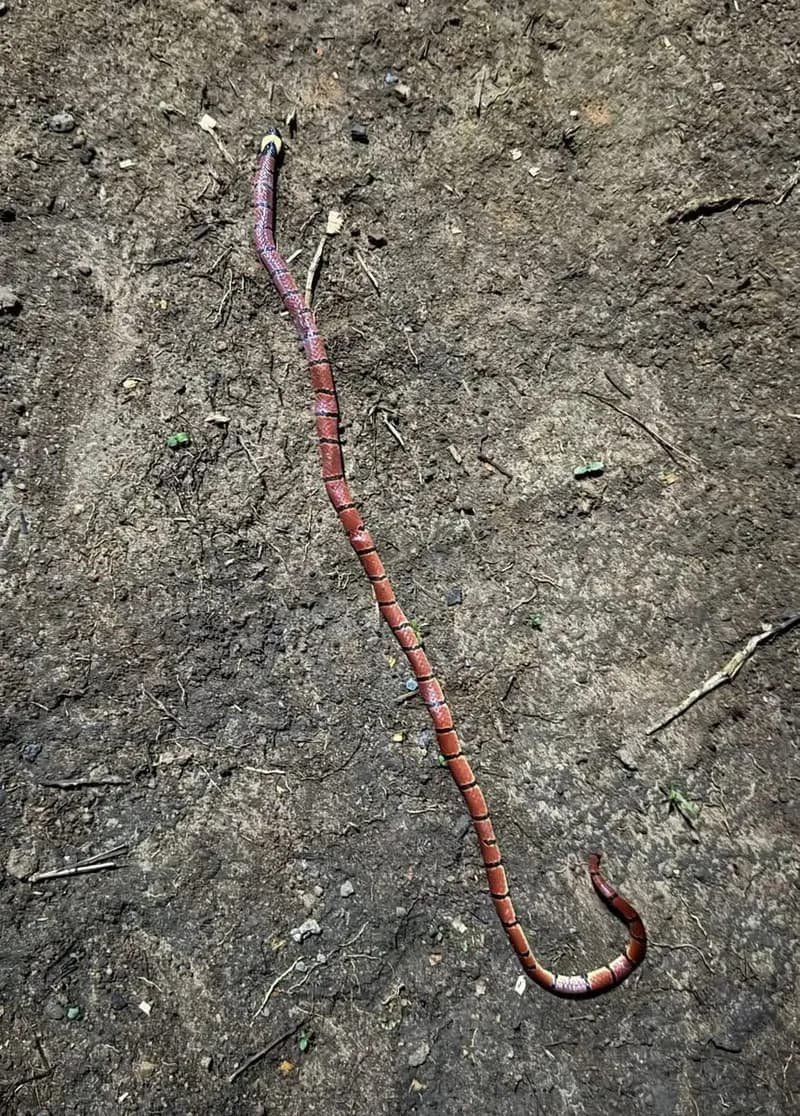 Ảnh Rắn san hô MacClelland (Sinomicrurus macclellandii) (Sinomicrurus macclellandii) 2