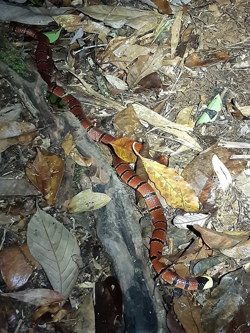 Ảnh Rắn san hô MacClelland (Sinomicrurus macclellandii) (Sinomicrurus macclellandii) 4