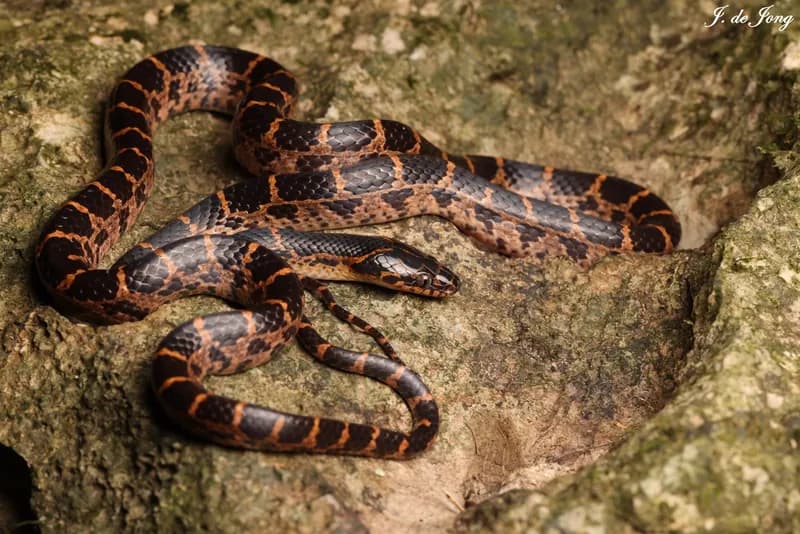 Ảnh Rắn khuyết Duy Tân (Lycodon duytan) (Lycodon duytan)