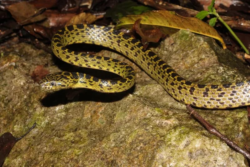 Rắn lệch răng to (Lycodon flavozonatus)