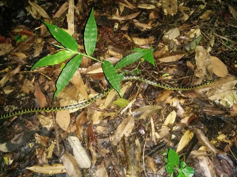 Rắn lệch răng to (Lycodon flavozonatus) gallery 3