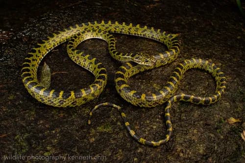 Rắn lệch răng to (Lycodon flavozonatus) gallery 5