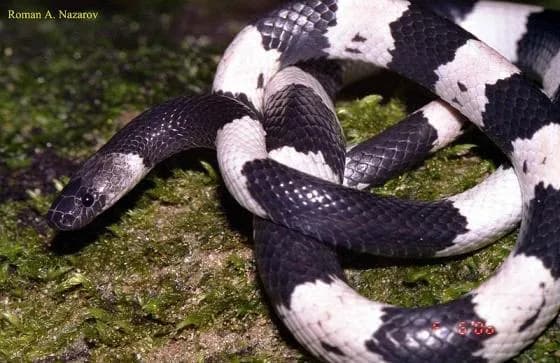 Rắn khuyết vòng (Lycodon fasciatus) gallery 2