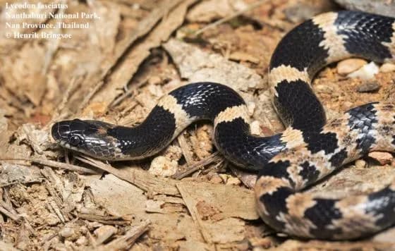 Rắn khuyết vòng (Lycodon fasciatus) gallery 3