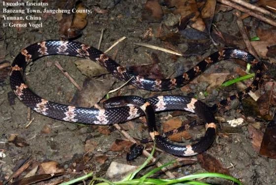 Rắn khuyết vòng (Lycodon fasciatus) gallery 4