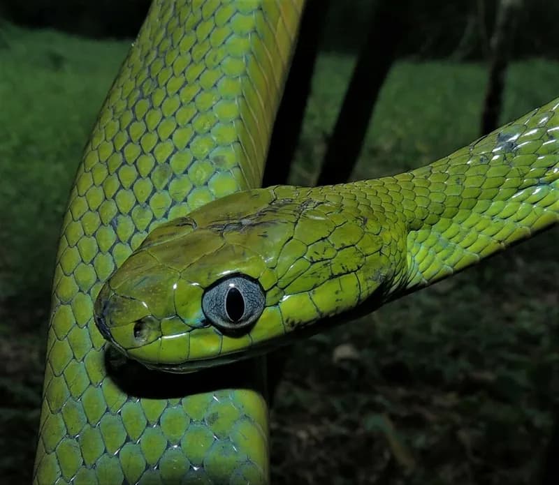 Rắn rào xanh (Boiga cyanea)