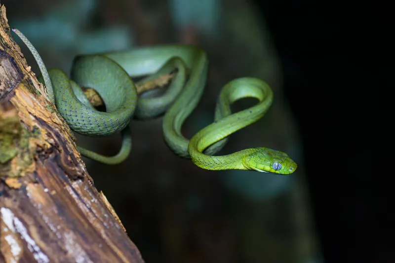 Rắn rào xanh (Boiga cyanea) gallery 2