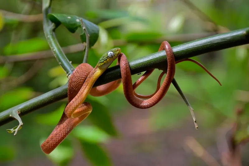 Rắn rào xanh (Boiga cyanea) gallery 3