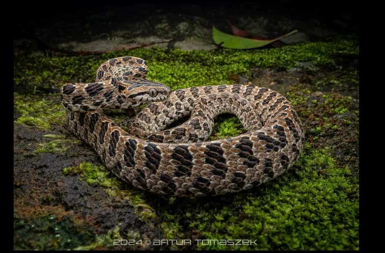 Rắn rào đốm (Boiga multomaculata)