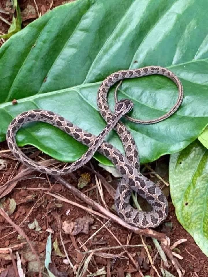 Rắn rào đốm (Boiga multomaculata) gallery 2