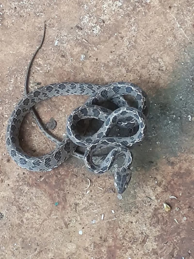 Rắn rào đốm (Boiga multomaculata) gallery 3