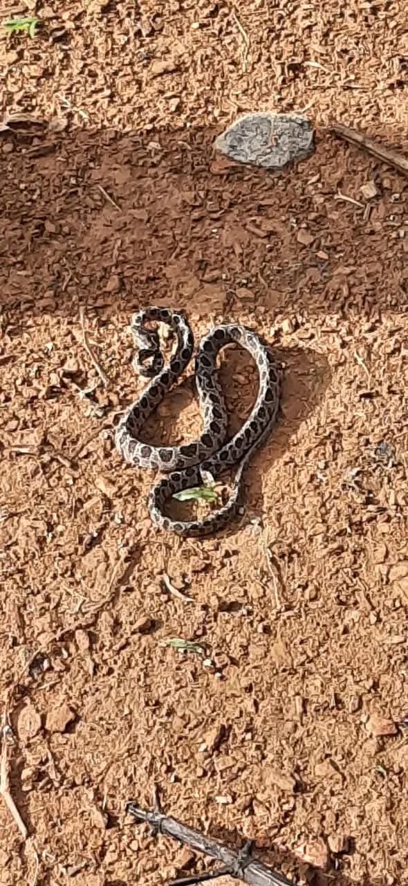 Rắn rào đốm (Boiga multomaculata) gallery 4