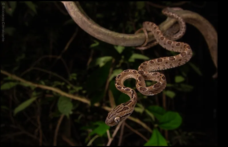 Rắn rào đốm (Boiga multomaculata) gallery 5