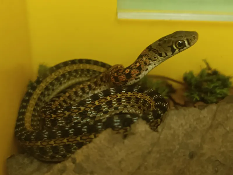Rắn sãi cỏ (Amphiesma stolatum)