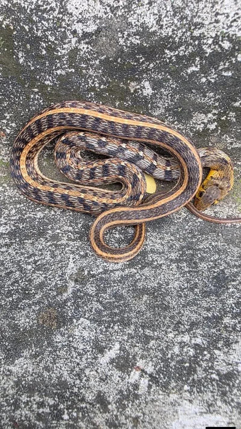 Rắn sãi cỏ (Amphiesma stolatum) gallery 2