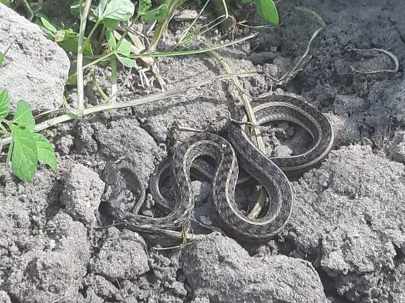 Rắn sãi cỏ (Amphiesma stolatum) gallery 3