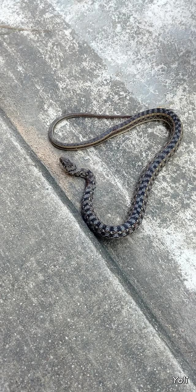 Rắn sãi cỏ (Amphiesma stolatum) gallery 5