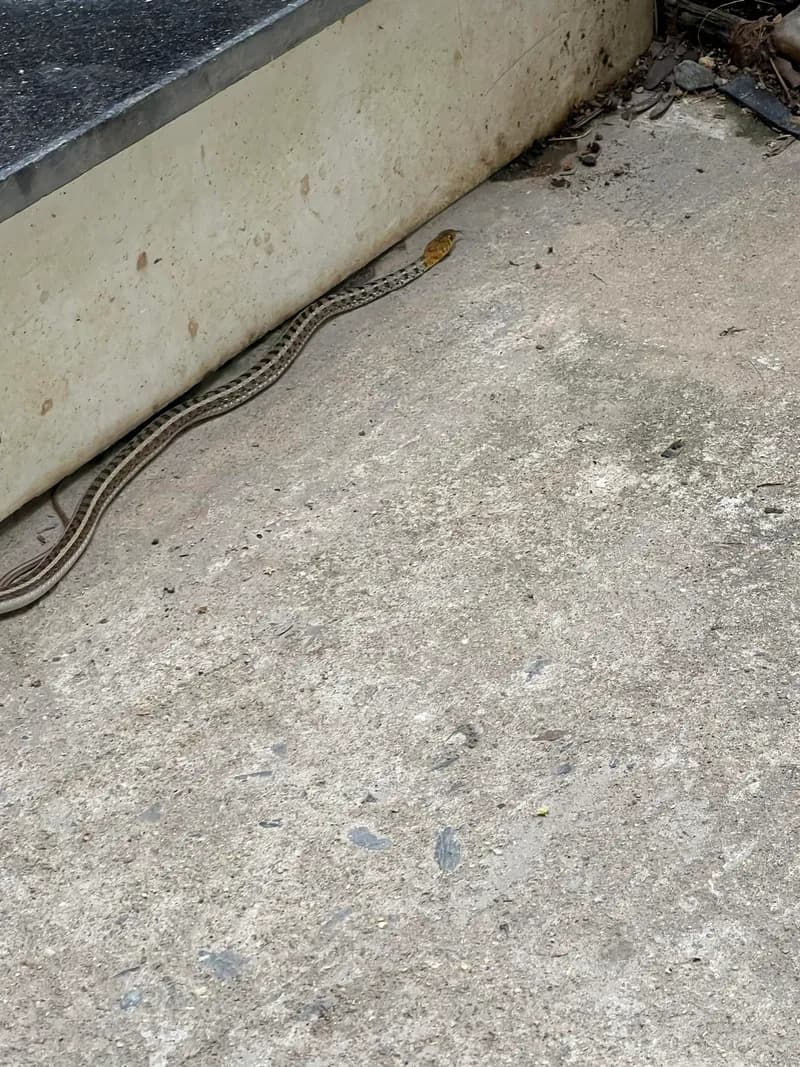 Rắn sãi cỏ (Amphiesma stolatum) gallery 6