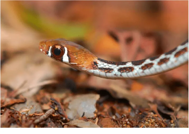 Rắn hoa Wen-nơ (Amphiesmoides ornaticeps)