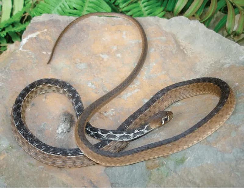 Rắn hoa Wen-nơ (Amphiesmoides ornaticeps) gallery 2