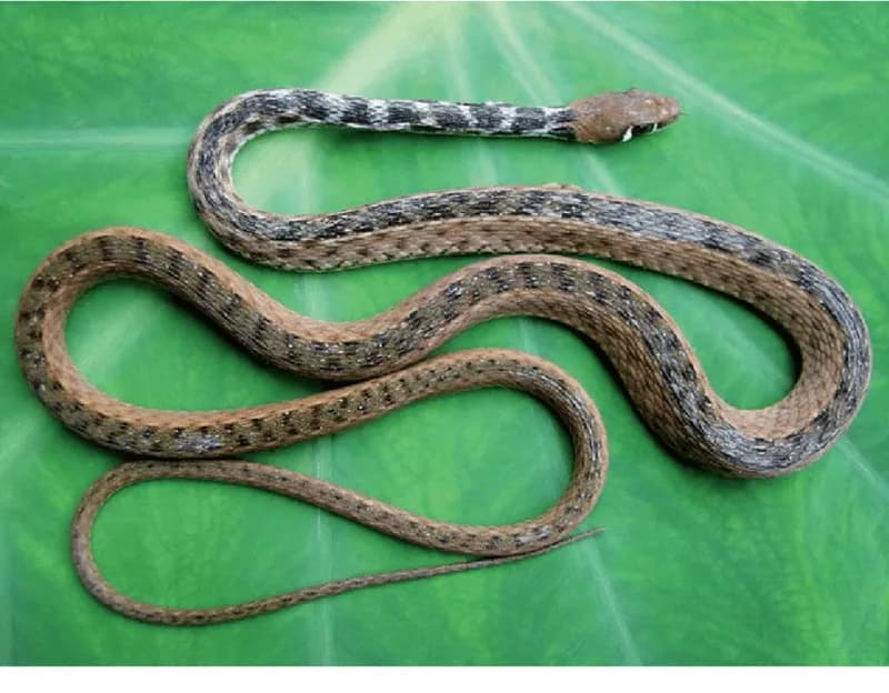 Rắn hoa Wen-nơ (Amphiesmoides ornaticeps) gallery 3