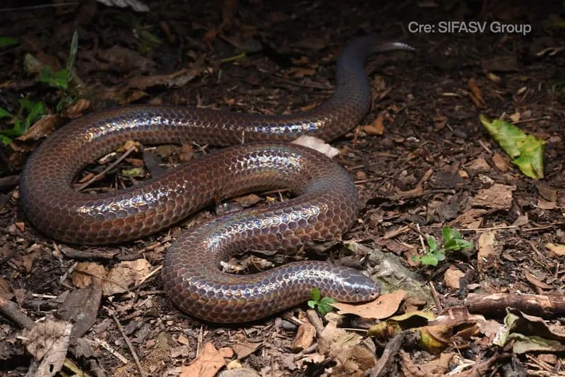Rắn mống Hải Nam (Xenopeltis hainamensis)