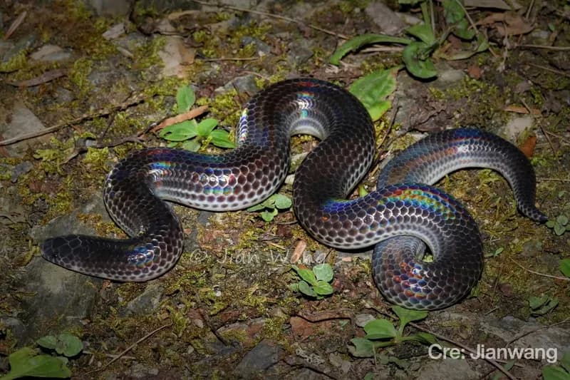 Rắn mống Hải Nam (Xenopeltis hainamensis) gallery 4