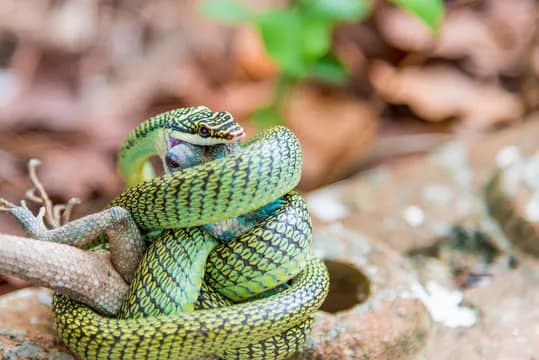 Rắn cườm (Chrysopelea cf. ornata)