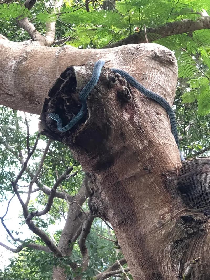 Rắn cườm (Chrysopelea cf. ornata) gallery 2
