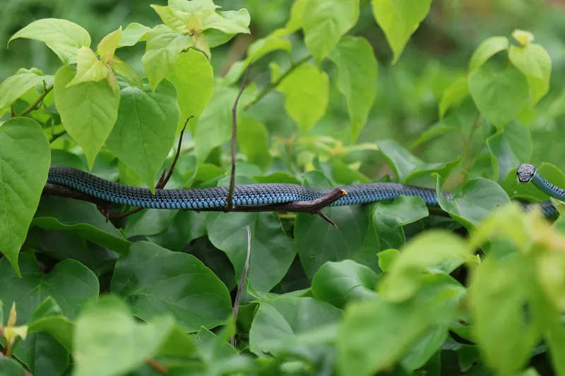 Rắn cườm (Chrysopelea cf. ornata) gallery 3