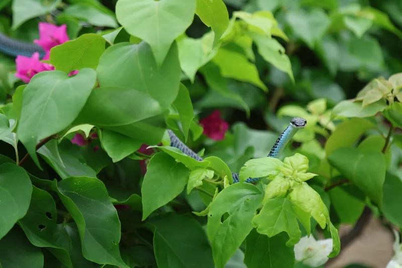 Rắn cườm (Chrysopelea cf. ornata) gallery 4
