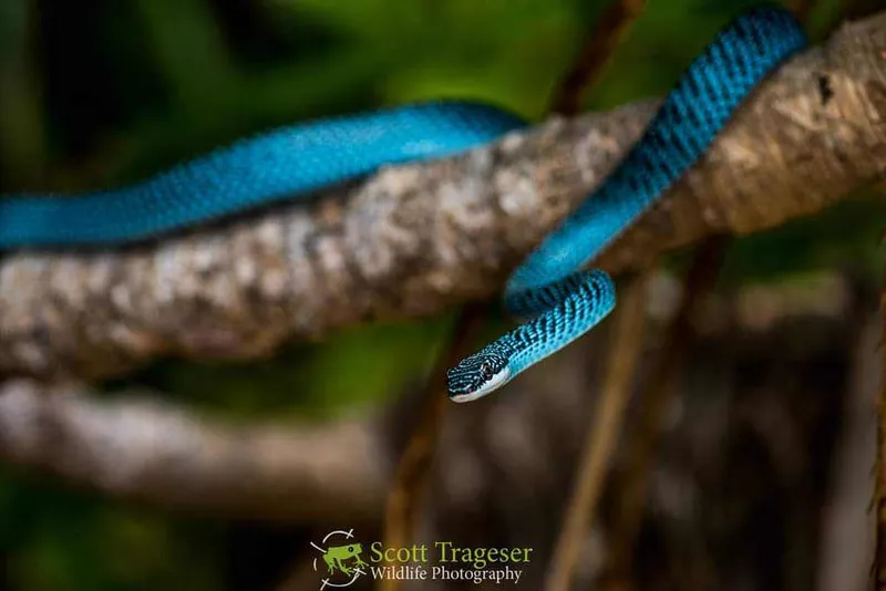Rắn cườm (Chrysopelea cf. ornata) gallery 5