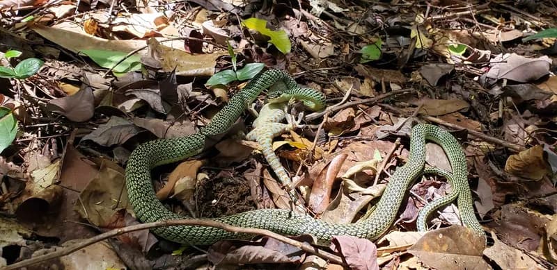 Rắn cườm (Chrysopelea cf. ornata) gallery 6