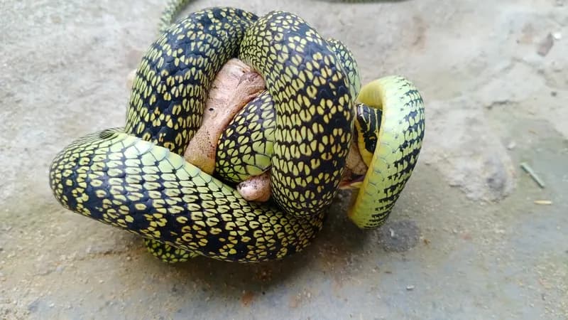 Rắn cườm (Chrysopelea cf. ornata) gallery 7